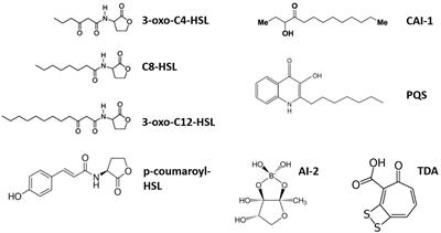 Quorum Sensing Regulates Bacterial Processes That Play a Major Role in Marine Biogeochemical Cycles